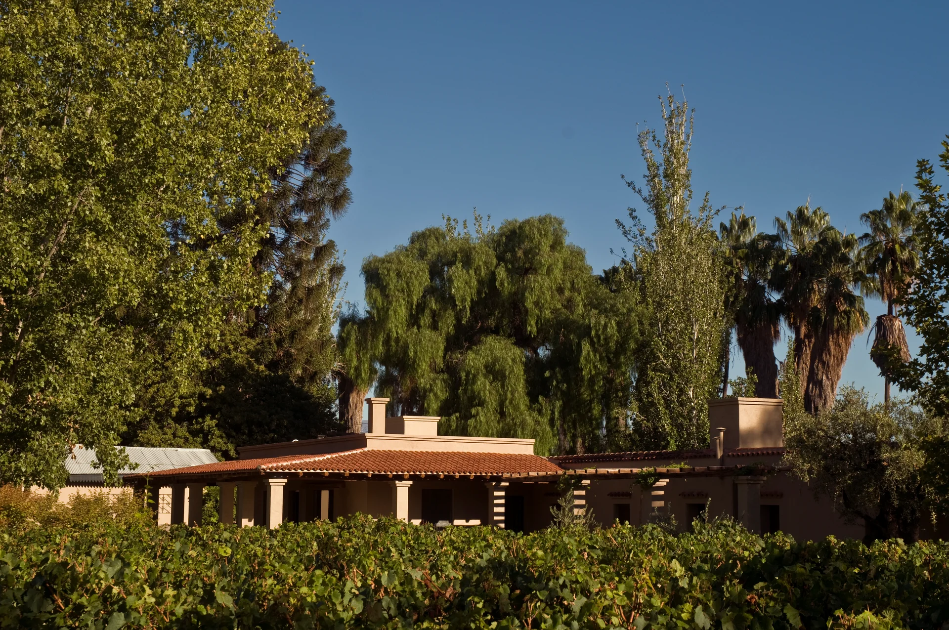 La finca vista desde el viñedo, con el aguaribay detrás