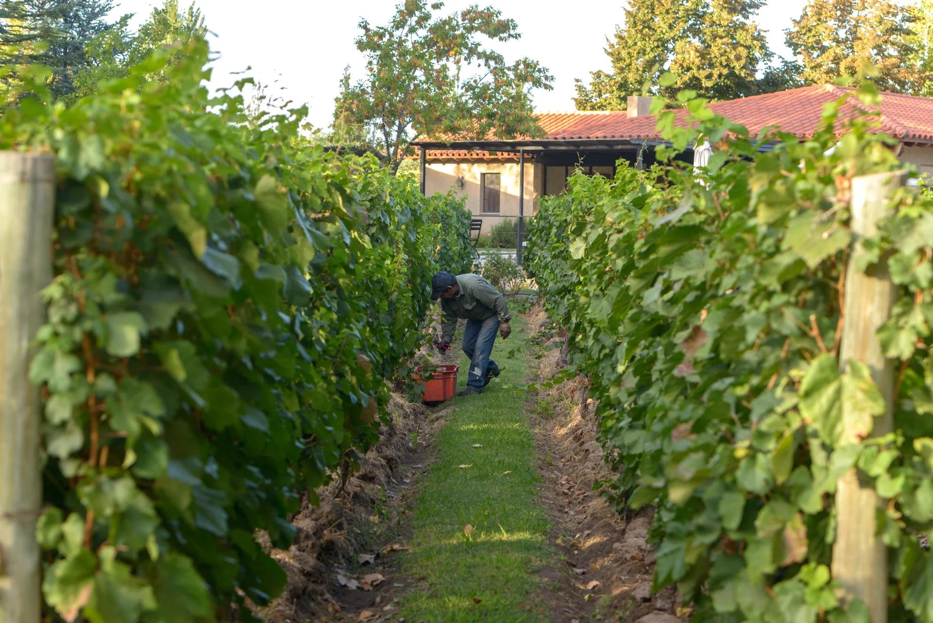 Cosechando Malbec a mano entre las hileras